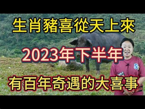 屬豬 2023 運勢